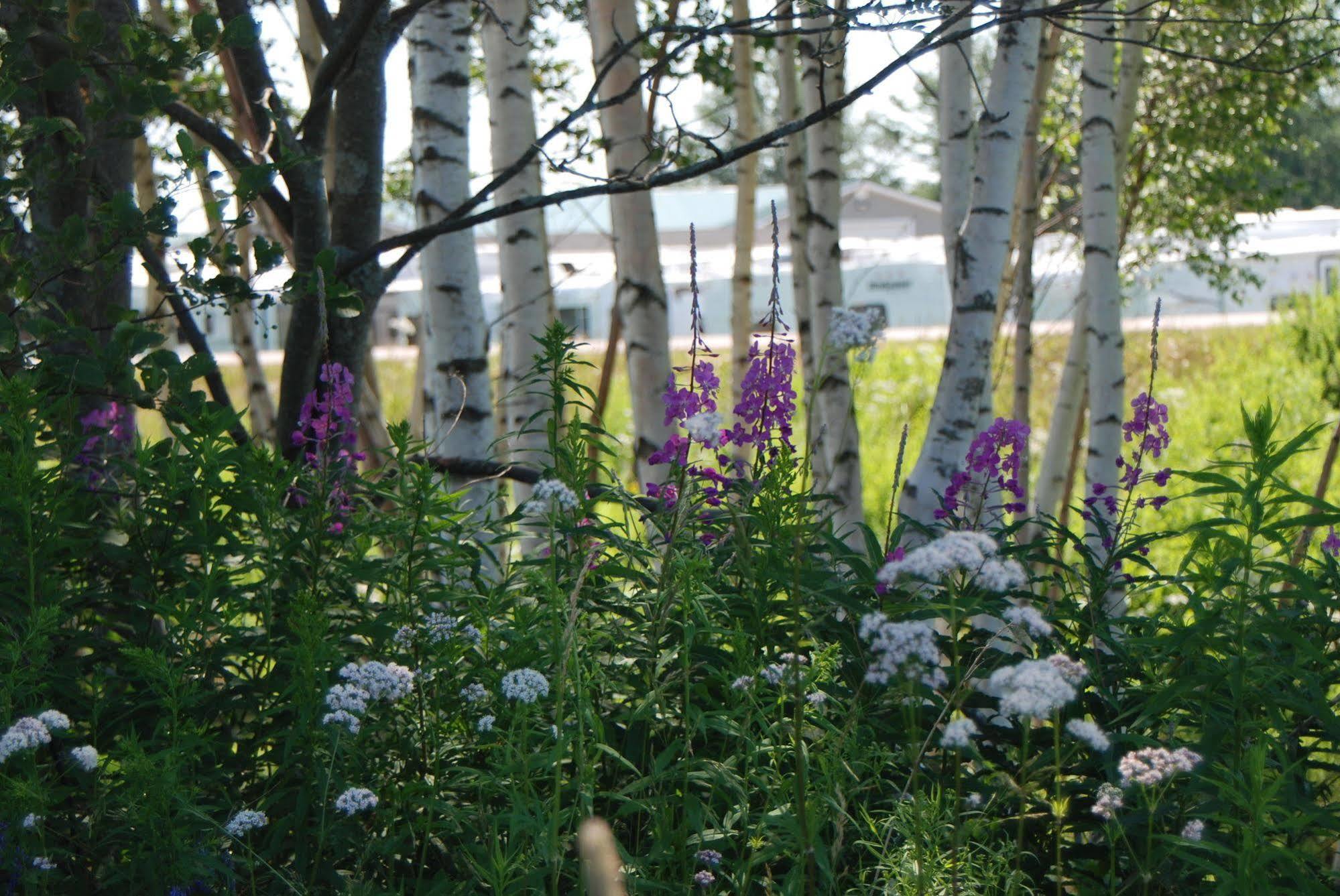 Tantramar Motel Sackville Buitenkant foto